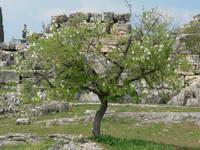 Türkei;Pamukkale;Hierapolis